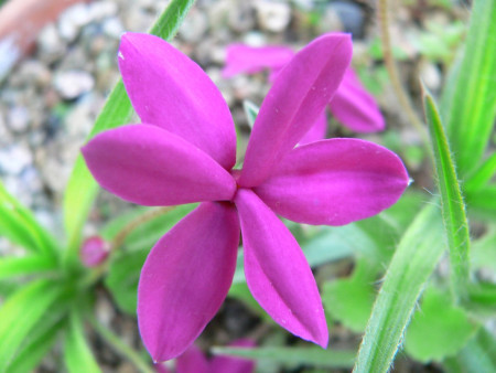 Rhodohypoxis ´Red King´